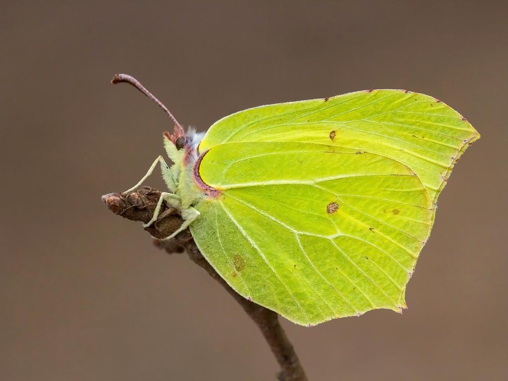 Brimstone butterfly - Butterfly conservation