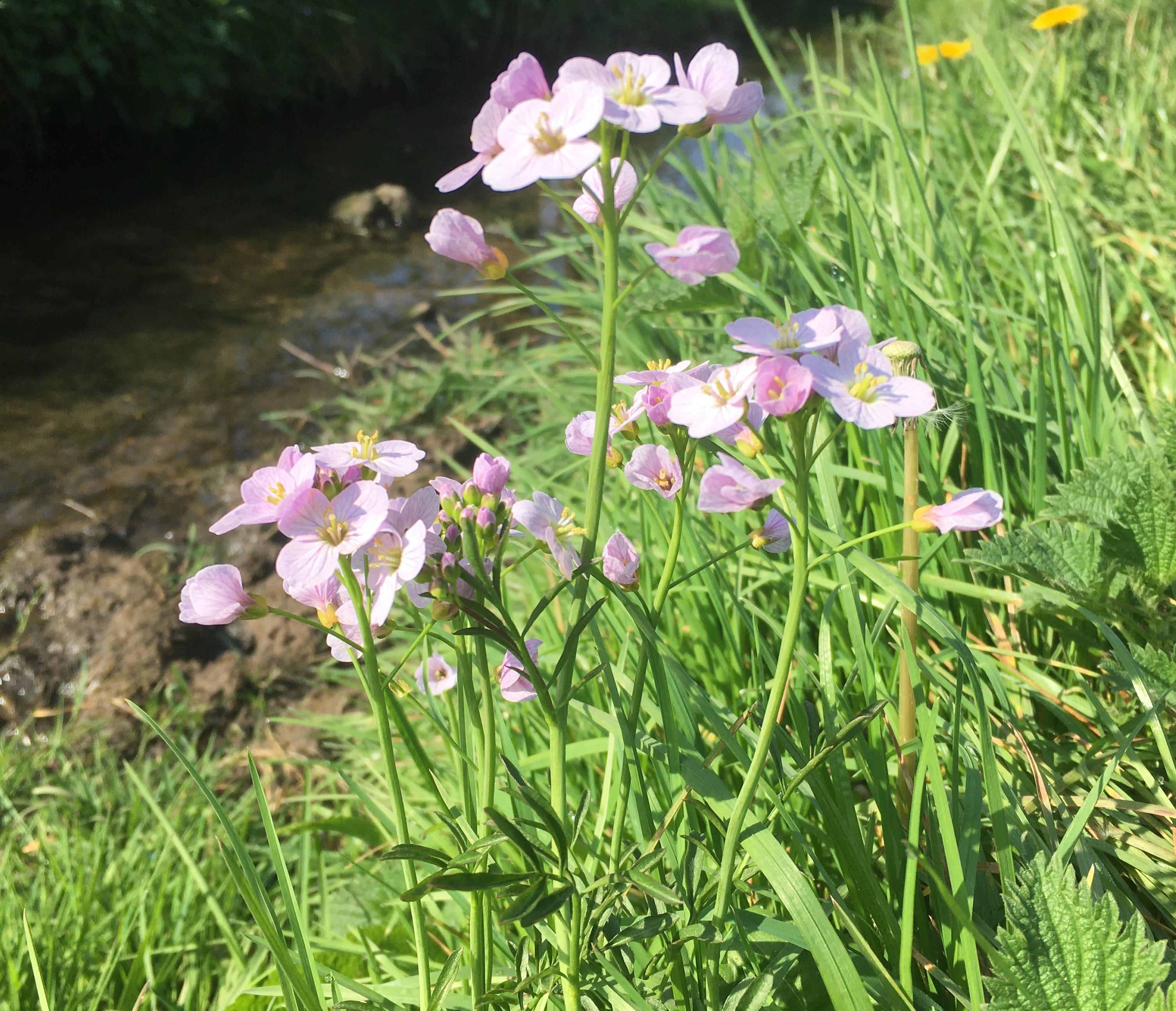 cuckoo flower
