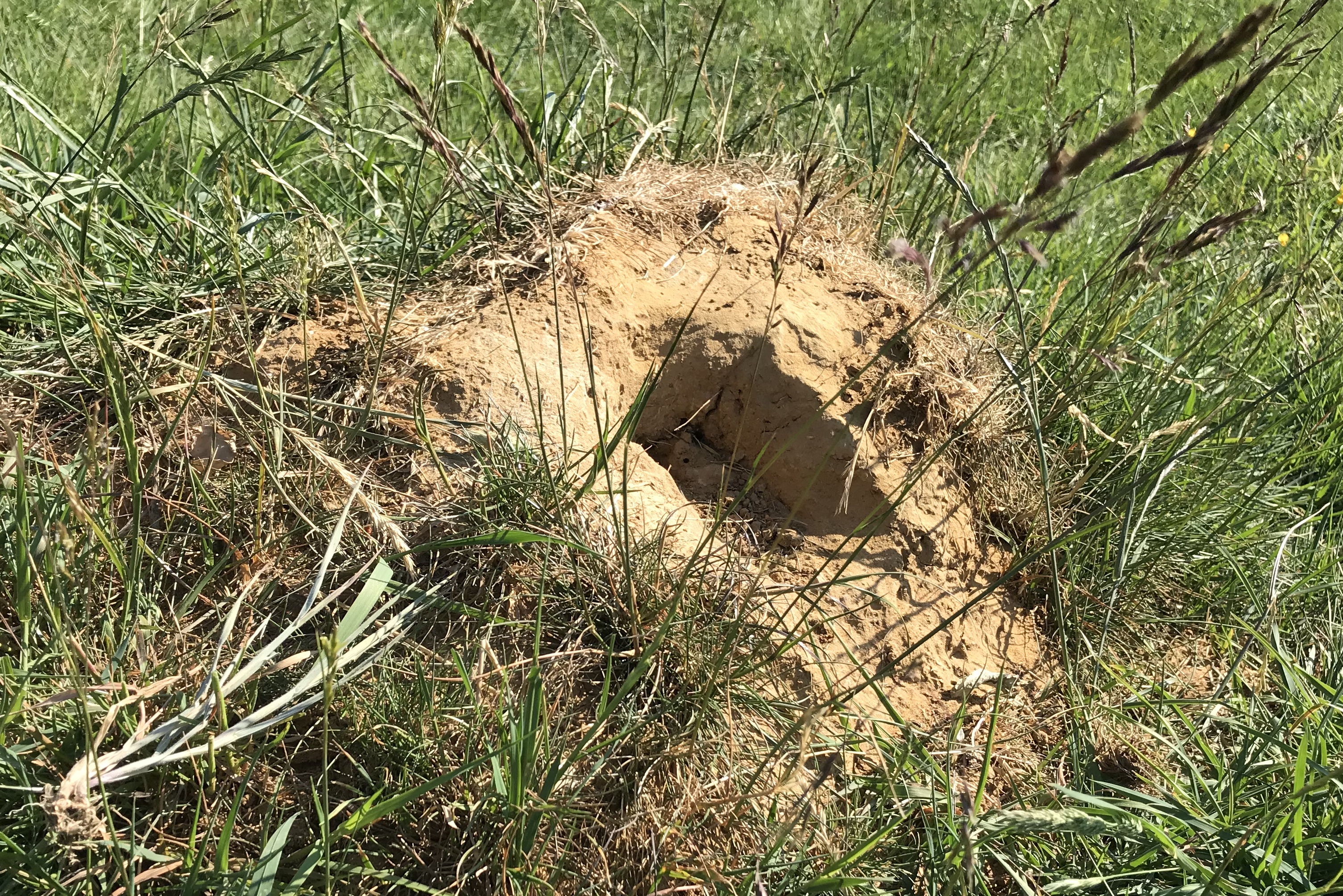 anthill may 20