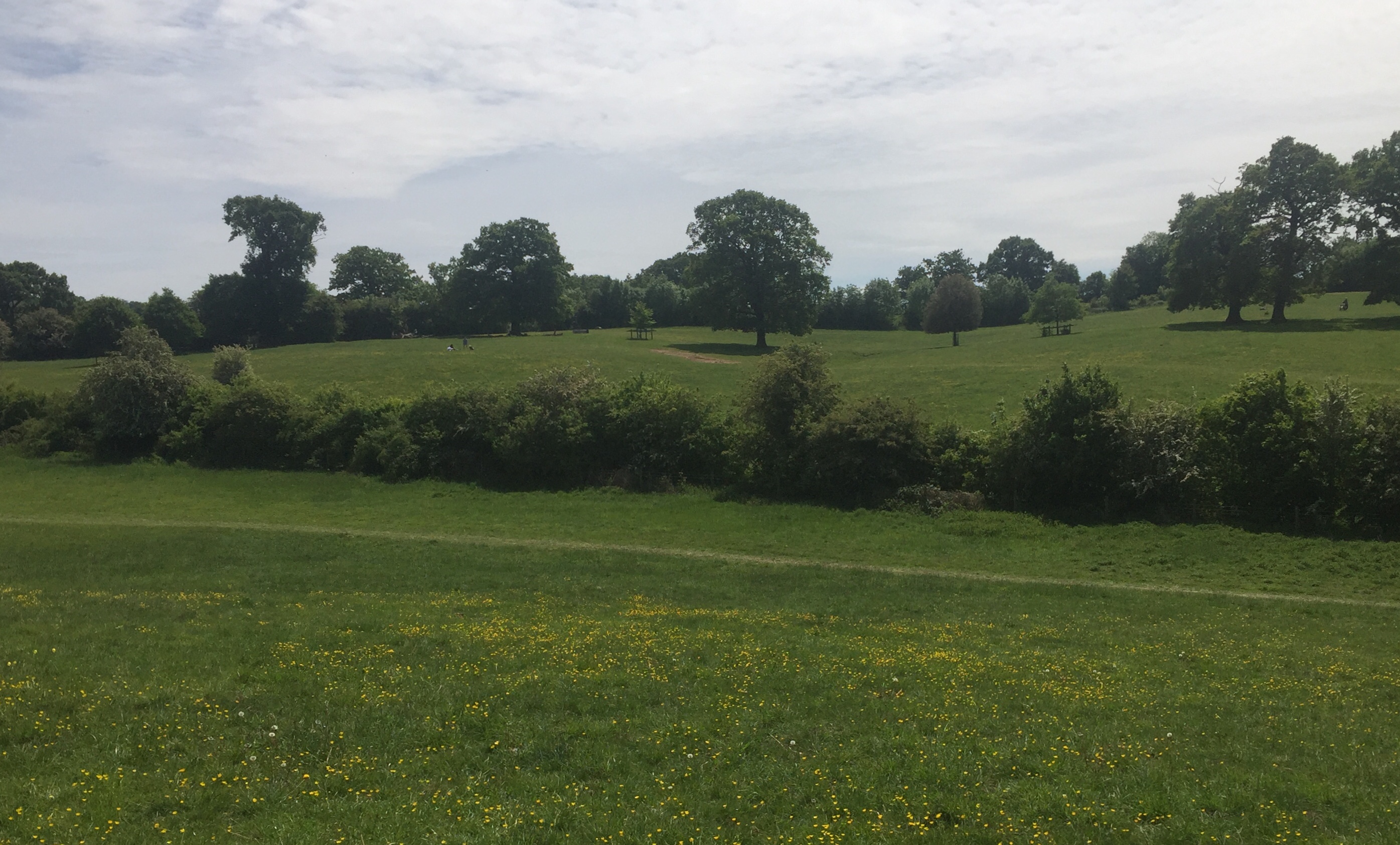 attenborough's hedge May 2020