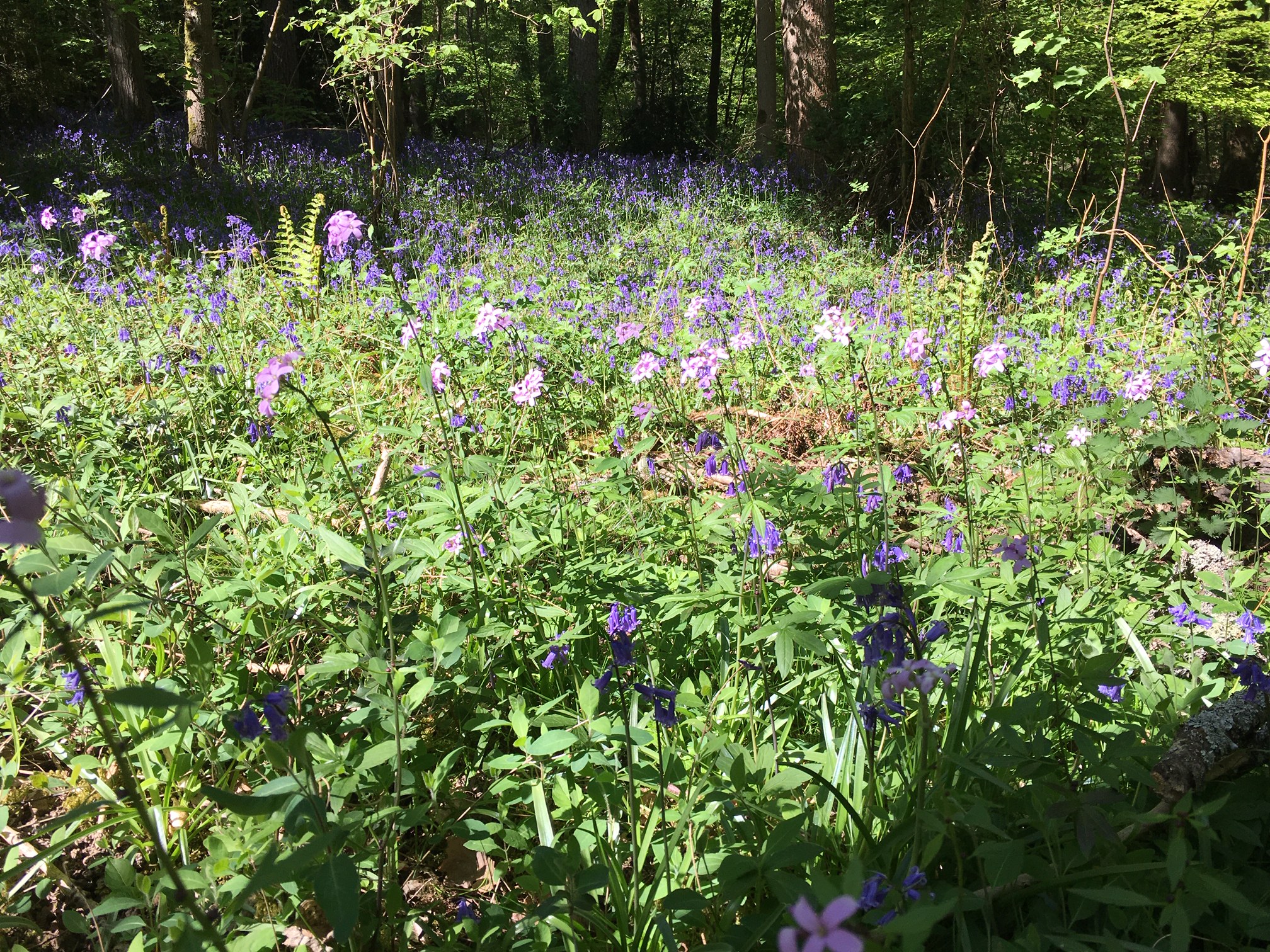 bluebells and coral root bittercress Harrocks wood april 20