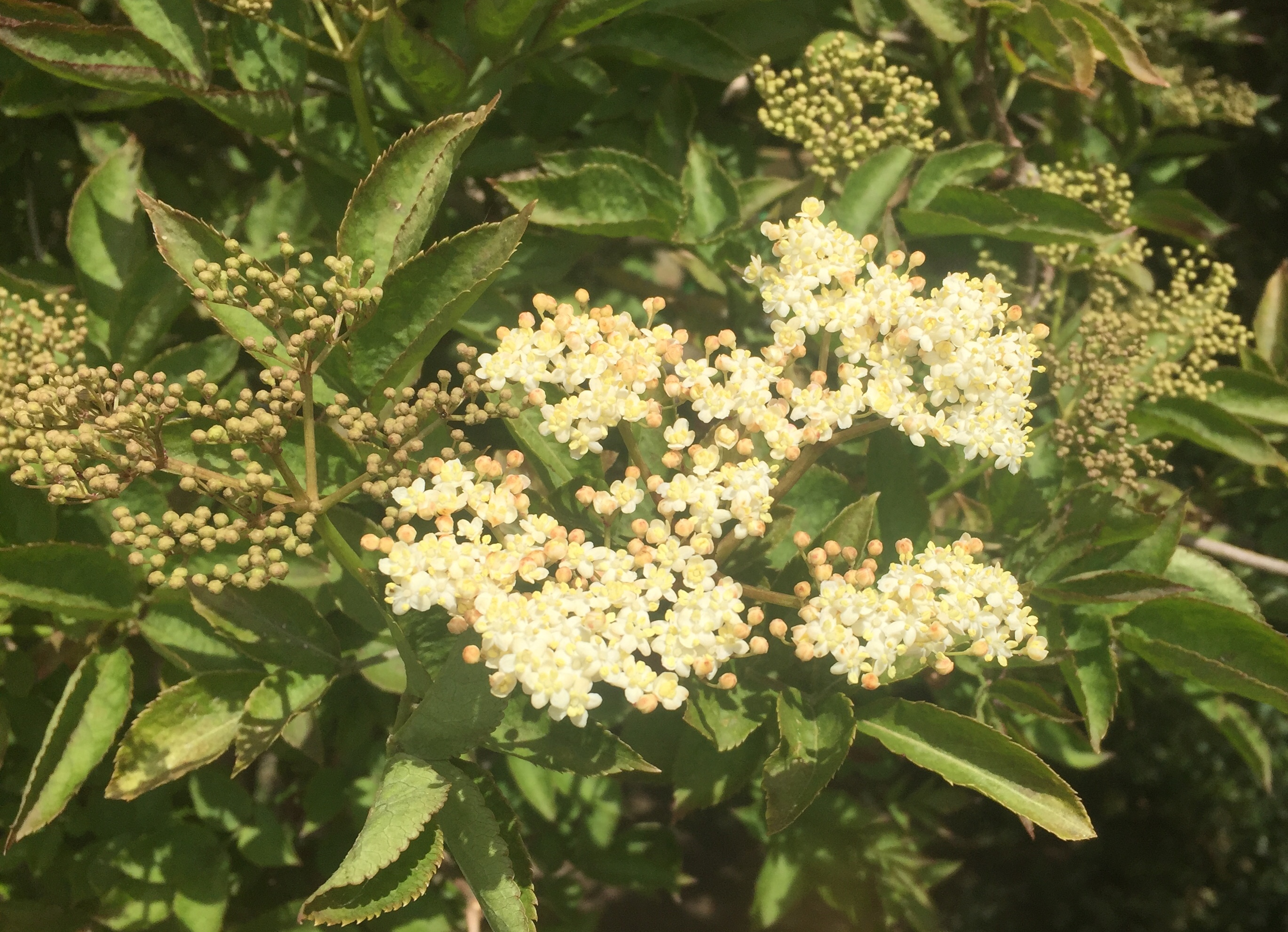 elderflower may 20