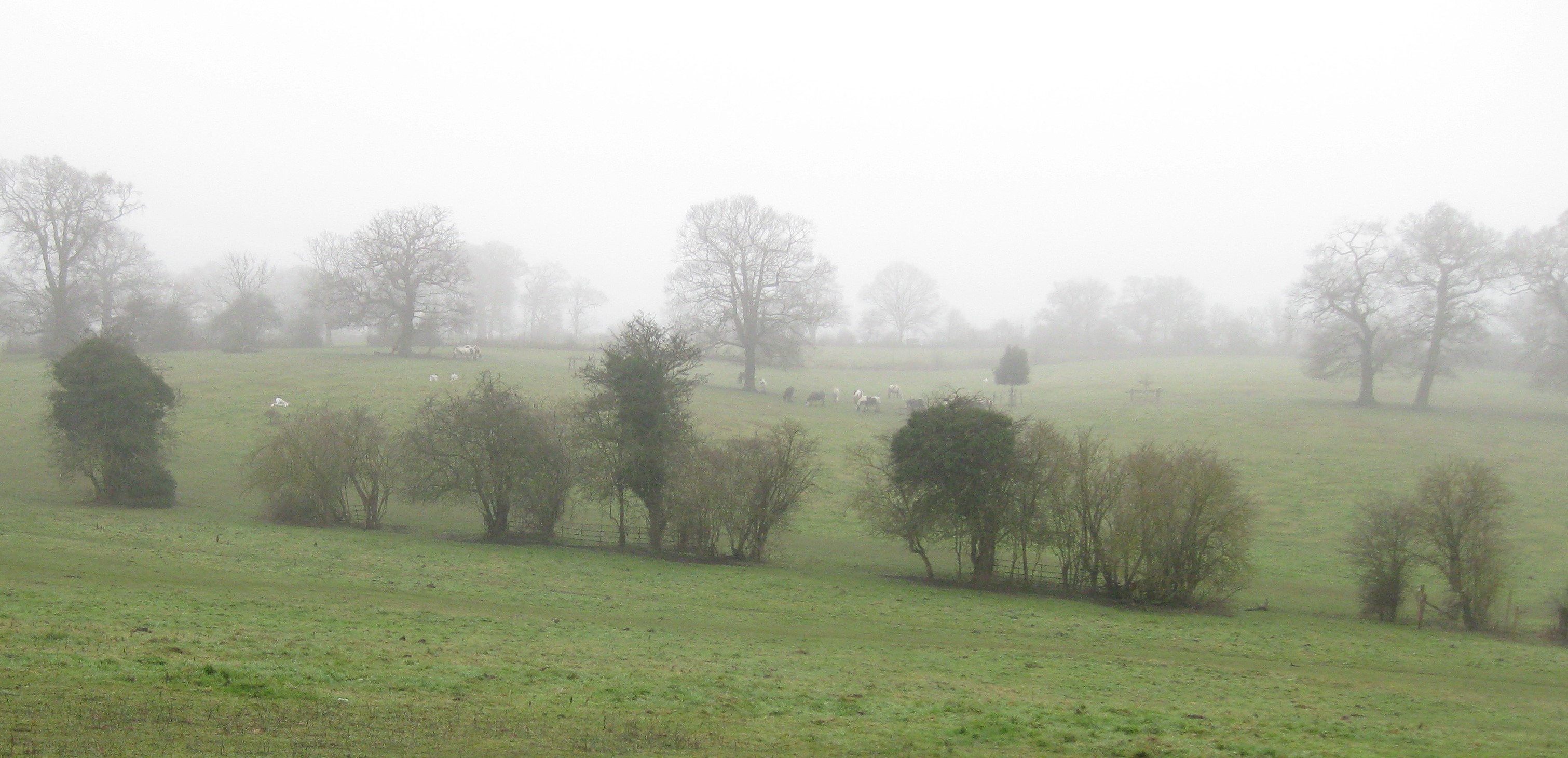 gappy hedge pre restoration feb10
