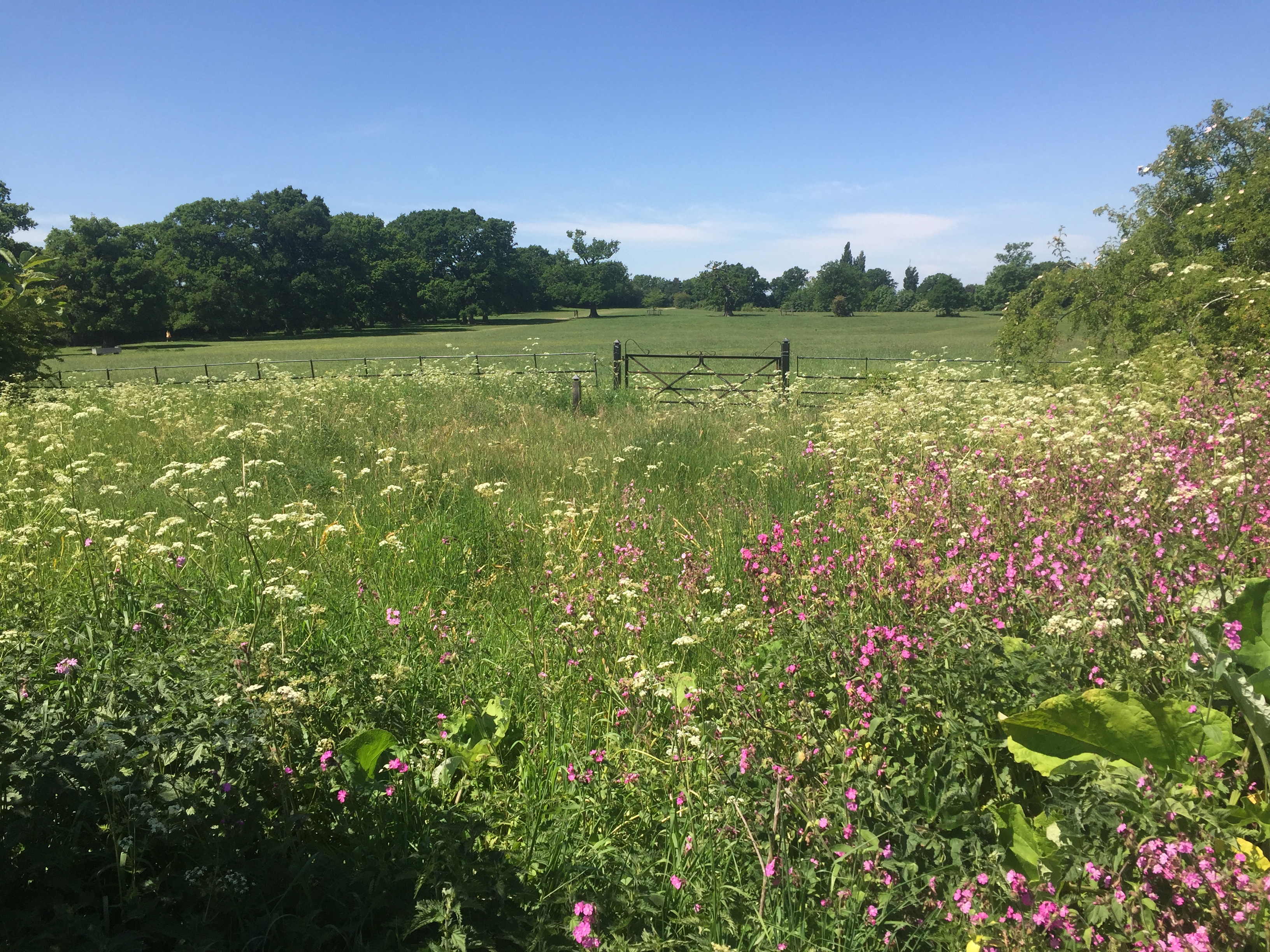 wild flower enclosure may 20