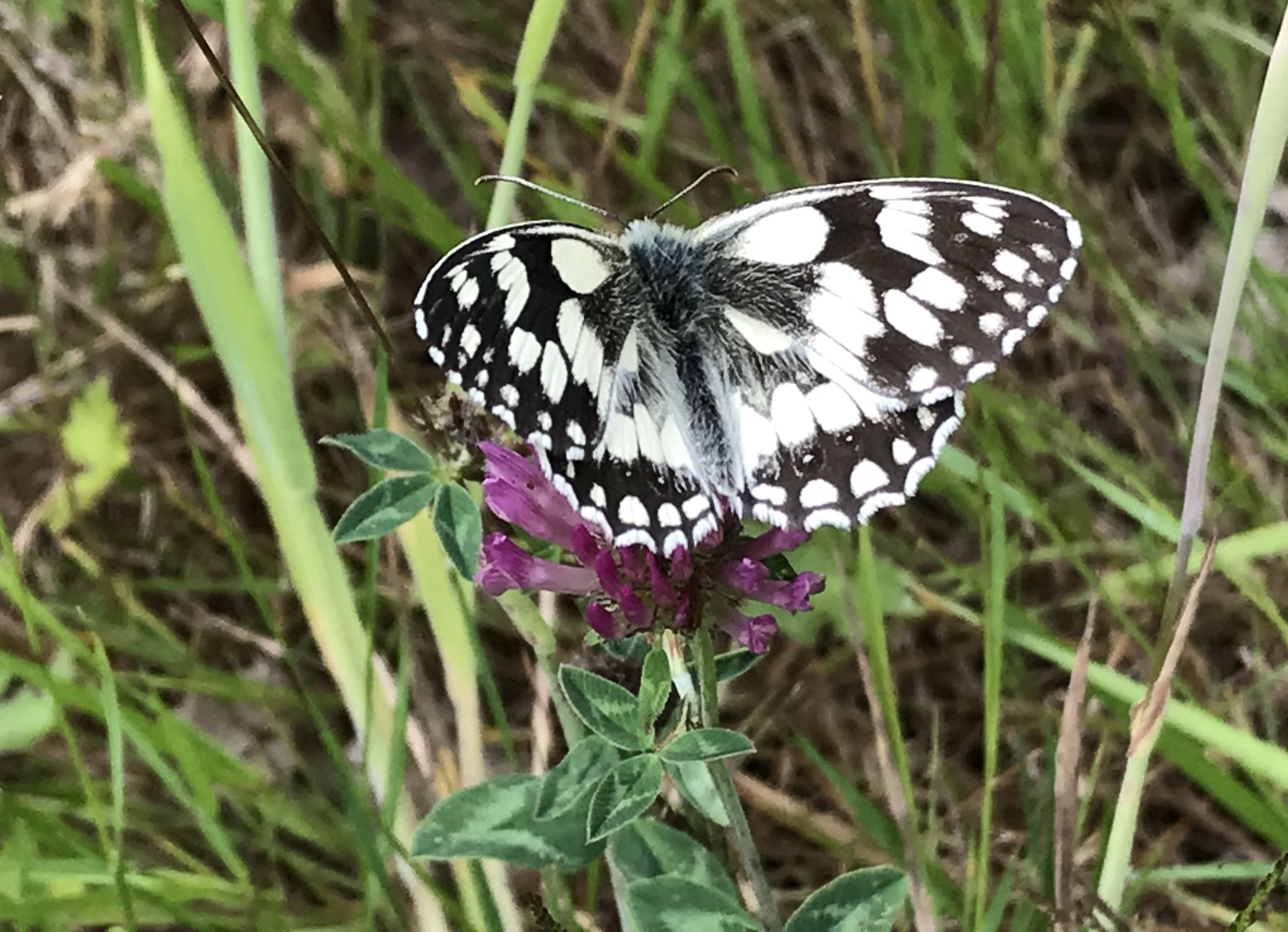 marbled white jum20