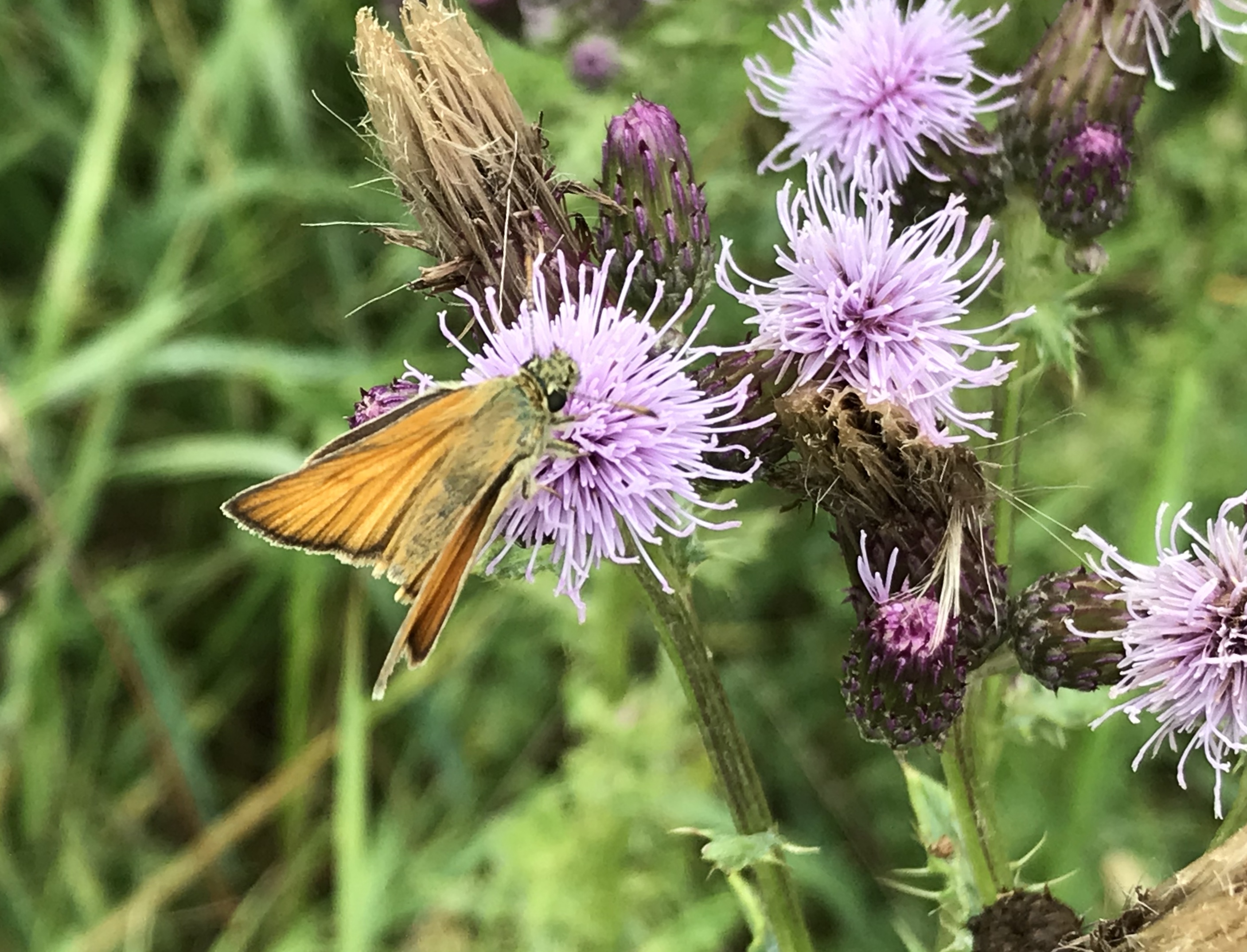 creeping thistle and small skipper jun20