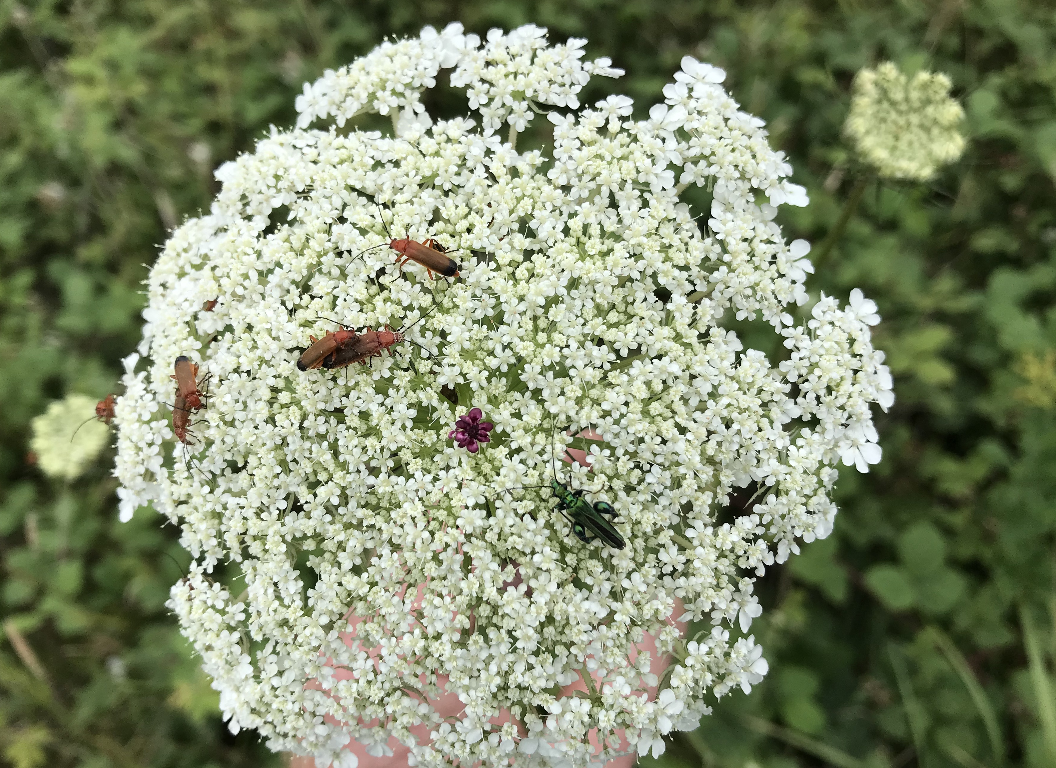 wild carrot July 20