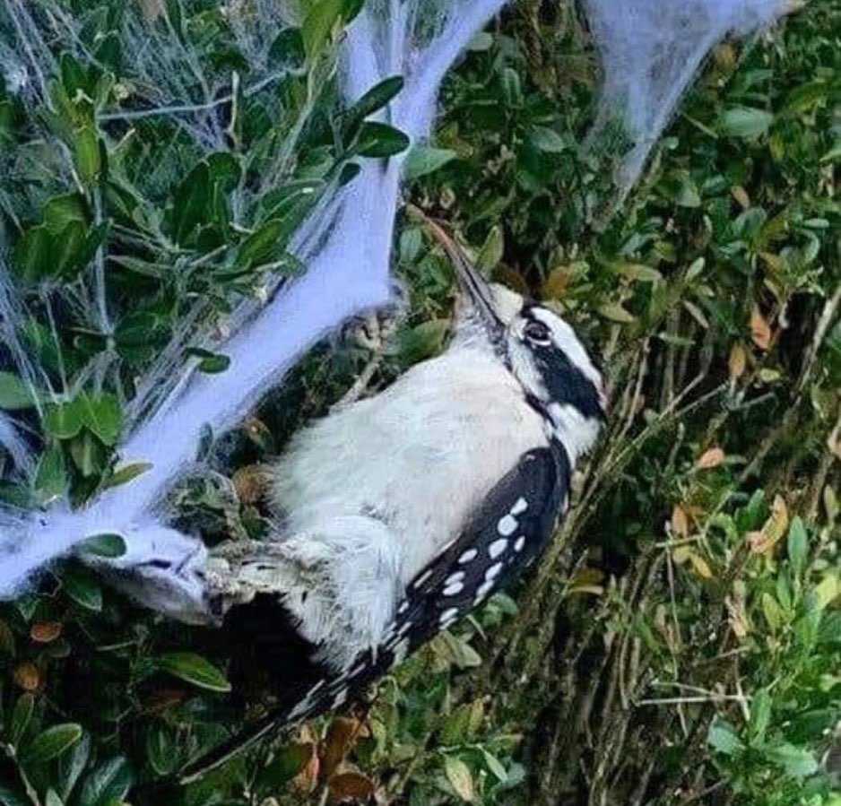 Bird trapped in spider web