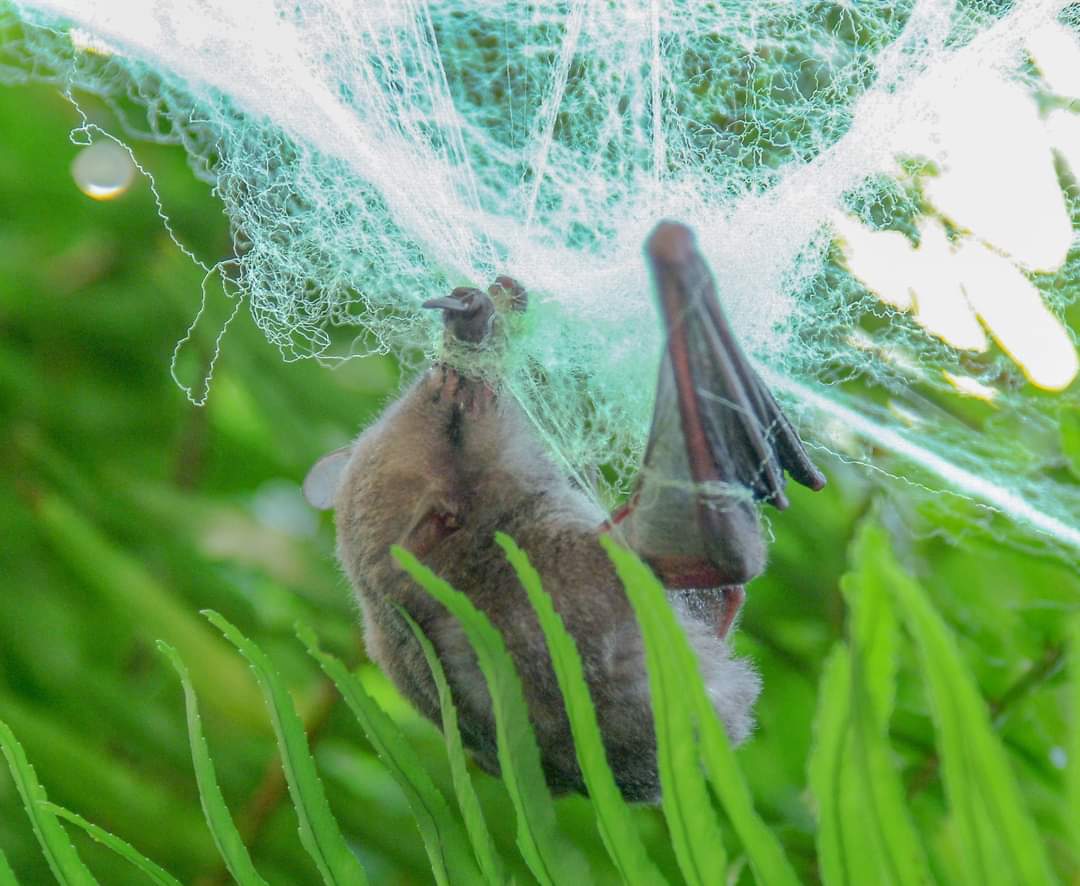 Trapped bat