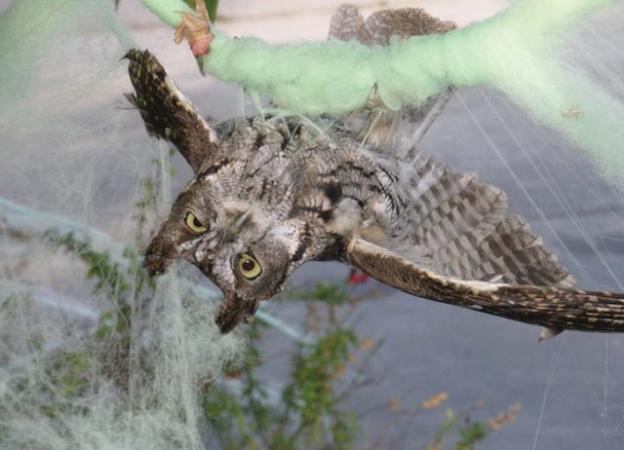 Trapped owl
